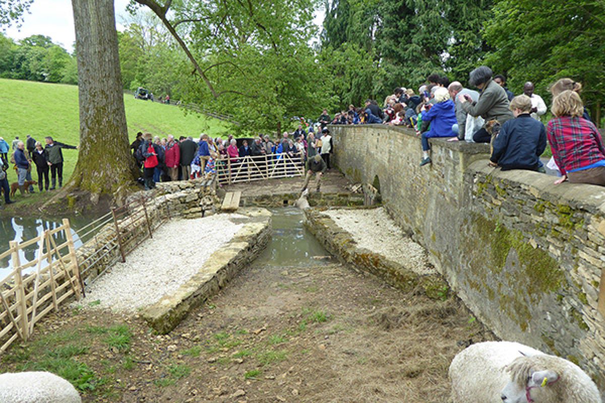 A large crowd turned up to see the reopening of the Sarsden washpool  - the rain mostly held off, refreshments were served, a number of Cotswold sheep took an early bath – and everyone enjoyed themselves.  Sheepwashes have long outlived their usefulness but seeing this one in use shows just how dramatically some aspects of rural life have changed over the centuries.